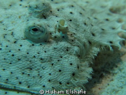 Leopard Flounder Fish by Hisham Elshafie 
